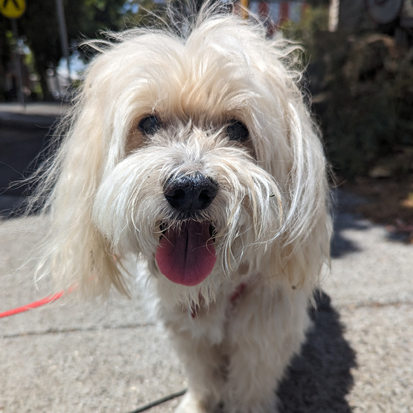 Charlie Dog_Website